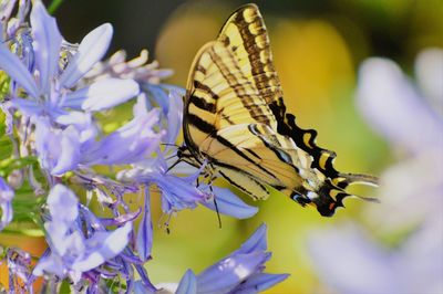 Close-up of butterfly pollinating on purple flower