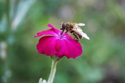 Close-up of bee on pink flower