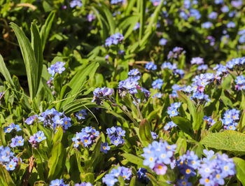 Close-up of purple flowering plants