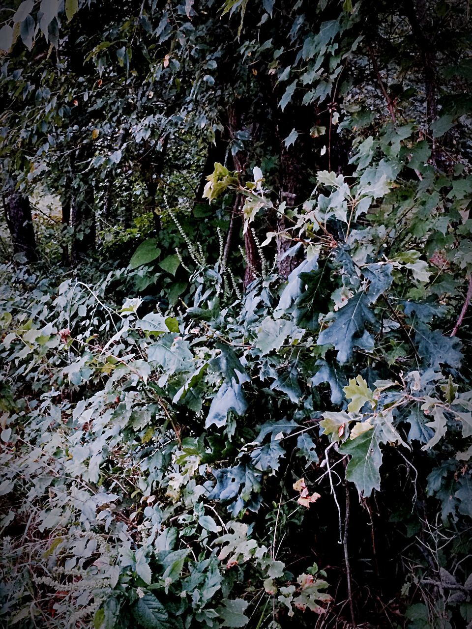 growth, leaf, plant, nature, beauty in nature, tranquility, high angle view, water, flower, day, green color, outdoors, no people, growing, tranquil scene, season, rock - object, freshness, field, fragility