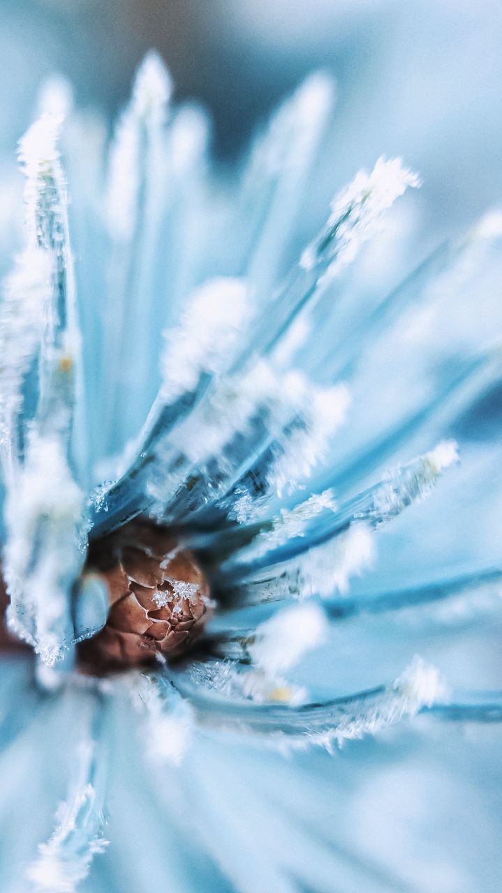 CLOSE UP OF BLUE FLOWER ON WATER