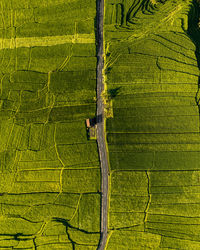 High angle view of agricultural field