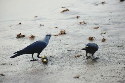 Birds perching on shore