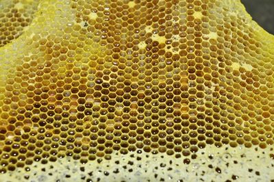 Close-up of bee on rock against blurred background