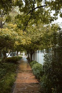 Footpath amidst trees in park