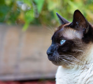Close-up of a cat looking away