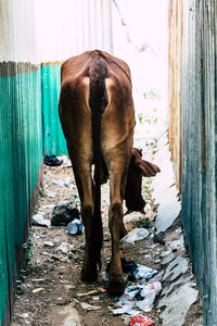 Horse standing outdoors