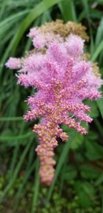 Close-up of pink flowering plant on field