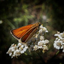 Close-up of butterfly pollinating flower