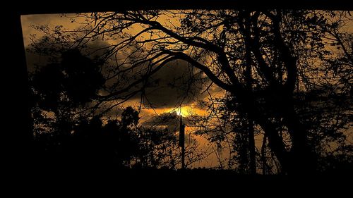 Silhouette of trees at sunset