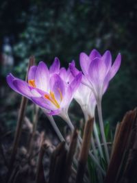 Close-up of purple crocus flowers on field