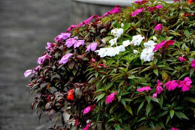 Close-up of pink flowering plants