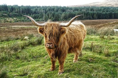 Lion standing in a field