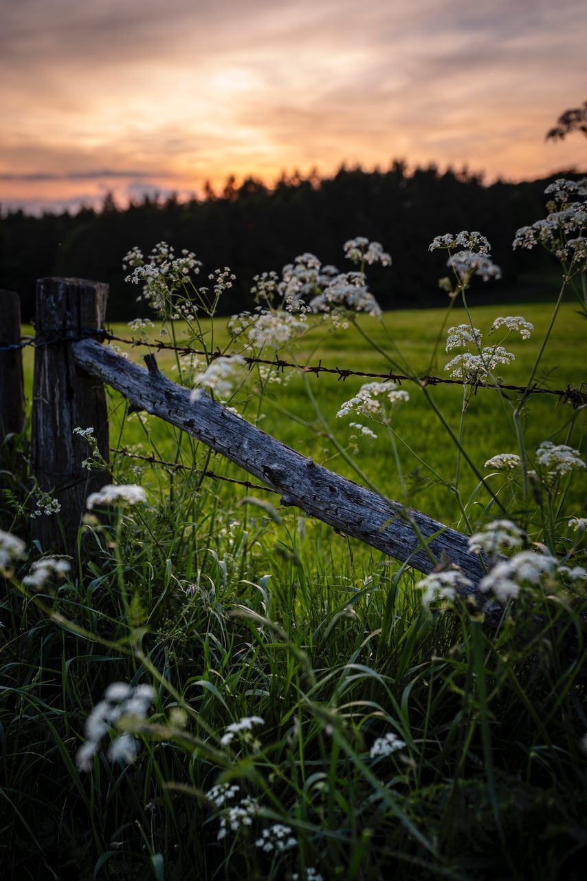 plant, sky, land, field, sunset, beauty in nature, nature, grass, growth, cloud - sky, no people, tranquility, flower, fence, tranquil scene, scenics - nature, boundary, environment, flowering plant, landscape, outdoors