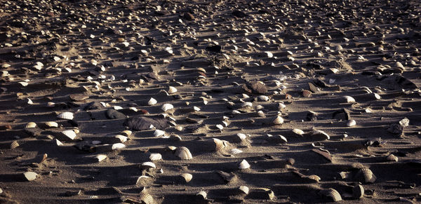 Full frame shot of seashells at beach