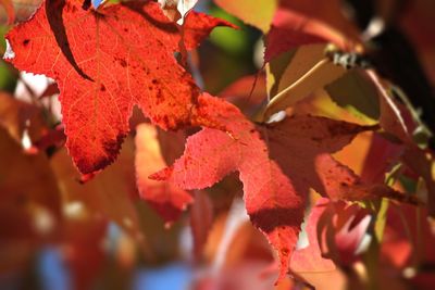 Close-up of red leaves