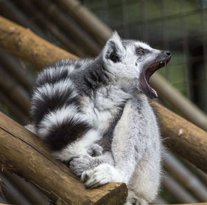 Close-up of lemur at zoo