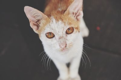 Close-up portrait of cat at night