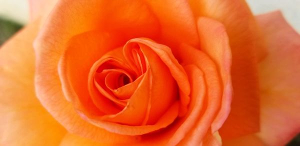 Close-up of orange rose