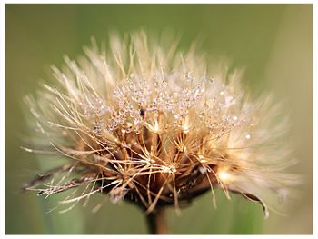 Close-up of dandelion flower