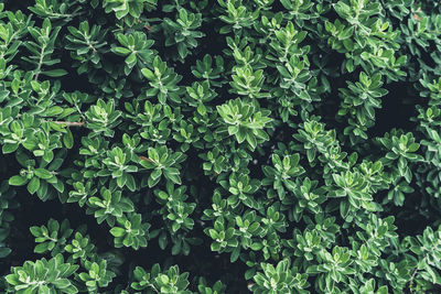 Full frame shot of plants