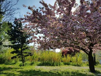 Trees growing on grassy field