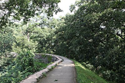 Road amidst trees in forest