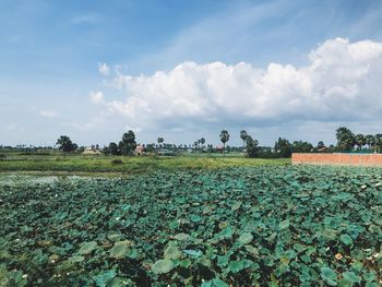 Scenic view of field against sky