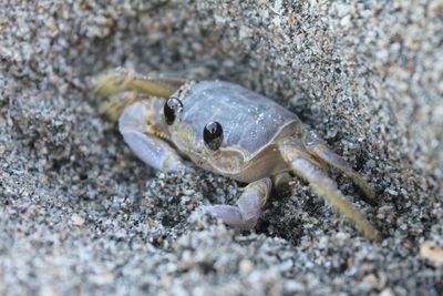 Close-up of crab on beach