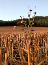 Close-up of stalks in field