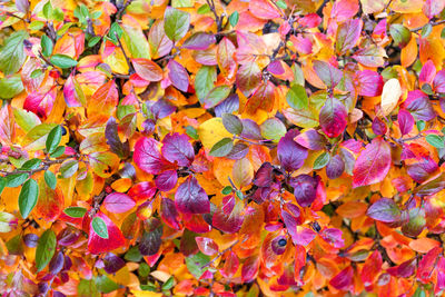 Colourful wet autumn leaves in moscow