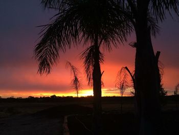 Trees against sky during sunset