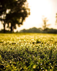 Surface level of grass on field against sky