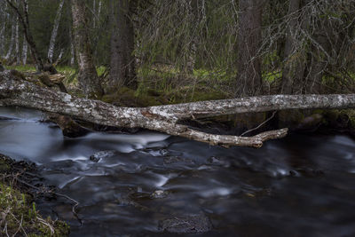 Scenic view of river in forest