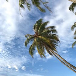 Low angle view of palm tree against sky