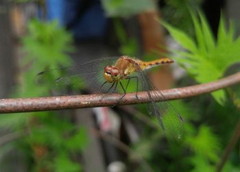 Close-up of insect on plant