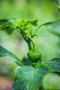 Close-up of green leaf