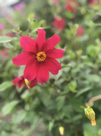 Close-up of red flower