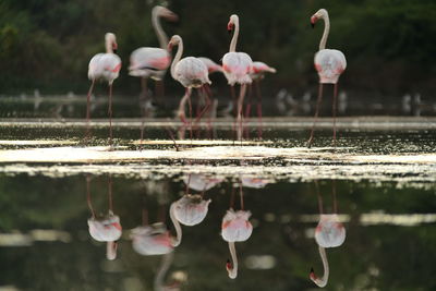 Flock of birds in lake