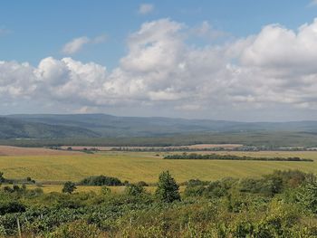 Scenic view of agricultural field against sky