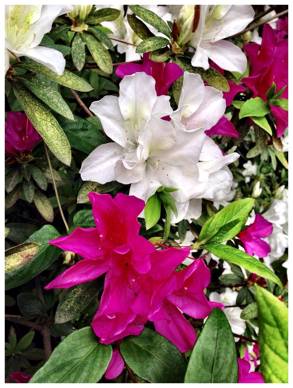 flower, leaf, transfer print, fragility, freshness, growth, petal, beauty in nature, pink color, plant, nature, auto post production filter, flower head, high angle view, blooming, close-up, outdoors, in bloom, day, green color