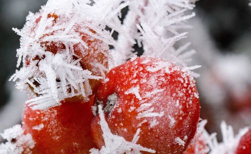 Close-up of snow