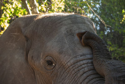 African elephants in south africa