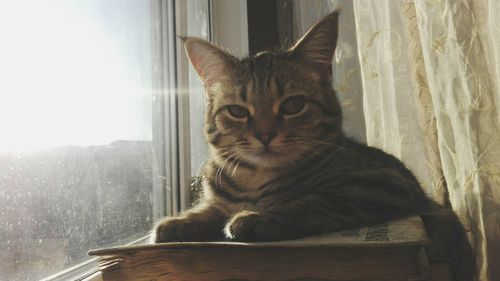 Portrait of cat sitting on window