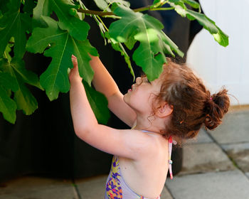 Cute little girl reaching into the fig tree looking for fruits