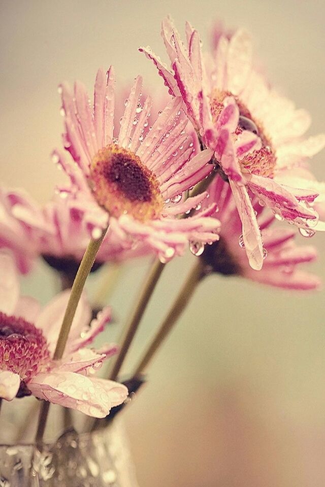 flower, fragility, petal, freshness, close-up, flower head, pink color, beauty in nature, focus on foreground, growth, nature, pollen, plant, selective focus, blooming, stem, single flower, no people, day, in bloom