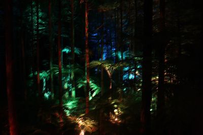 View of trees in forest at night