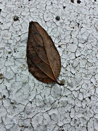 Close-up of dry leaf on cobblestone