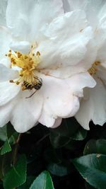 Close-up of white flower blooming on tree