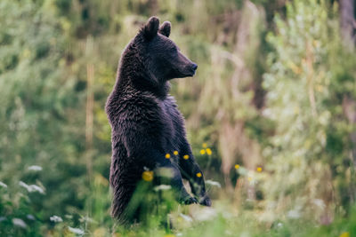 Brown bear standing in forest